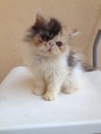 Flat Face Persian Calico - Persian Cat