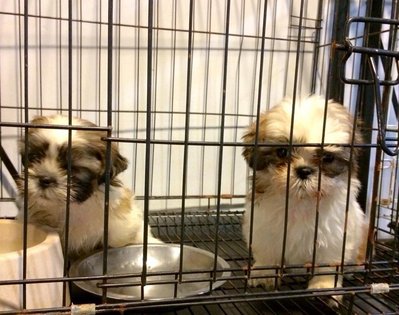 Chubby Shih Tzu - Shih Tzu Dog