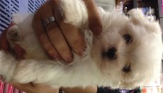  Maltese - Taiwan Small Size Type  - Maltese Dog