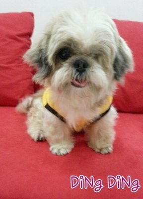 Ding Ding - Shih Tzu Dog