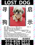 Ding Ding - Shih Tzu Dog