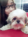 Ding Ding - Shih Tzu Dog