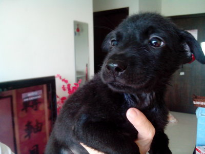 Black Pups - Mixed Breed Dog