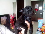 Black puppy B