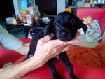 Black puppy C