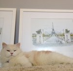 Tyler - Persian + Domestic Short Hair Cat