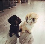 Coco (right) beside a Toy Poodle. She is small size for a Shih Tzu