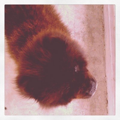 Bruce - Chow Chow Dog