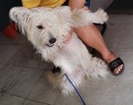 Fluffy Snow - Glen of Imaal Terrier Mix Dog