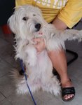 Fluffy Snow - Glen of Imaal Terrier Mix Dog