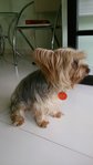 Silky Terrier Lost @usj4 - Australian Terrier + Silky Terrier Dog