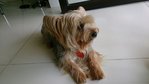 Silky Terrier Lost @usj4 - Australian Terrier + Silky Terrier Dog