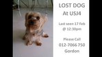 Silky Terrier Lost @usj4 - Australian Terrier + Silky Terrier Dog