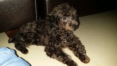 Toy Poodle Tiny Black - Poodle Dog