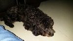 Toy Poodle Tiny Black - Poodle Dog