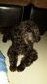 Toy Poodle Tiny Black - Poodle Dog