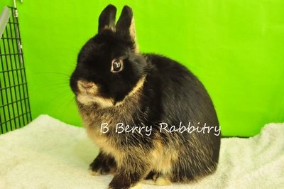 Netherland Dwarf - Black Otter 231 - Netherland Dwarf Rabbit