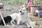 Mother dog needs a home too