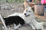 Sweet natured mother dog also for adoption