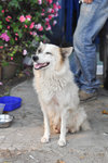 Sweet natured mother dog also for adoption