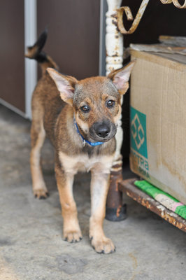 Shepp - Mixed Breed Dog