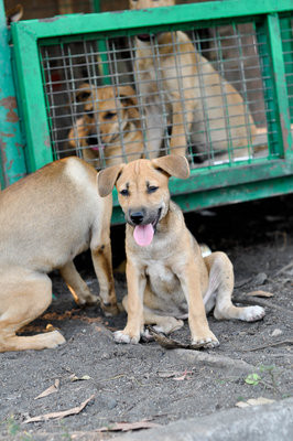 Apple - Mixed Breed Dog