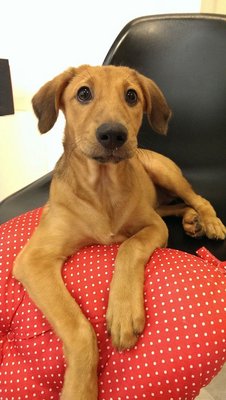 Maggie The Vigilant - Retriever Mix Dog