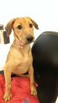 Maggie The Vigilant - Retriever Mix Dog