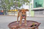 Binki - Mixed Breed Dog