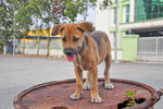 Binki - Mixed Breed Dog