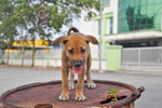 Binki - Mixed Breed Dog