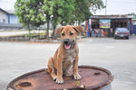 Binki - Mixed Breed Dog