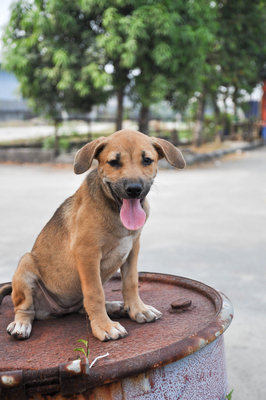 Binki - Mixed Breed Dog