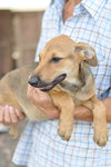 Derry - Mixed Breed Dog