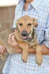 Derry - Mixed Breed Dog