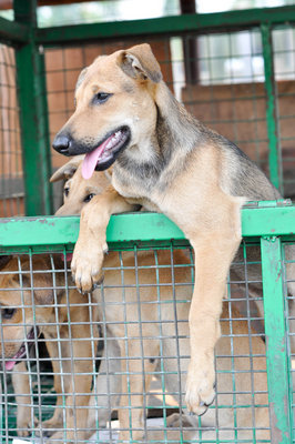 Derry - Mixed Breed Dog