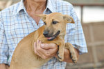 Ethio - Mixed Breed Dog