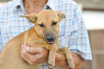 Ethio - Mixed Breed Dog