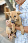 Ethio - Mixed Breed Dog