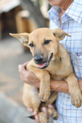 Ethio - Mixed Breed Dog