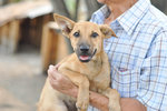 Ethio - Mixed Breed Dog