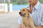 Garlic - Mixed Breed Dog