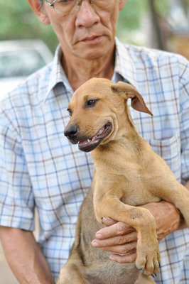 Garlic - Mixed Breed Dog