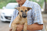 Harrier - Mixed Breed Dog