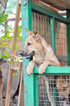 Harrier - Mixed Breed Dog