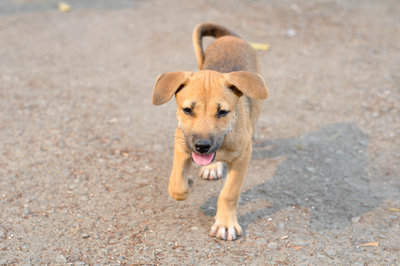 Jaker - Mixed Breed Dog