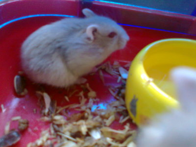 PF54273 - Common Hamster Hamster