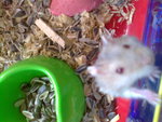 PF54273 - Common Hamster Hamster