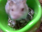 PF54273 - Common Hamster Hamster