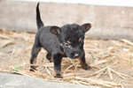 Chi-yaya (Min. Pin Mix Small Breed) - Miniature Pinscher Mix Dog